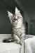 Adorable gray tabby Maine Coon kitten with fluffy fur and bright alert eyes