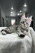 Gray tabby Maine Coon kitten with big ears lounging on a cozy white blanket