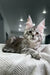 Adorable Maine Coon kitten with ear tufts and fluffy coat from Tempura collection