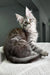 Long-haired Maine Coon kitten with tufted ears sitting on textured surface