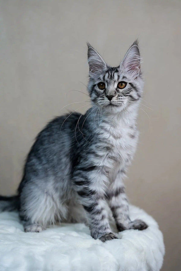 Gray tabby Maine Coon kitten with tufts and alert look for Tempura | Maine Coon Kitten