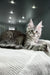 Maine Coon kitten with ear tufts and fluffy coat lounging on textured surface