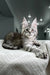 Gray tabby Maine Coon kitten with big ears sitting on a cozy knitted blanket