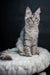 Maine Coon kitten named Tempura with amber eyes and cute ear tufts