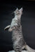 Gray tabby Maine Coon kitten standing on hind legs with paws up, super cute!