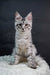 Silver tabby Maine Coon kitten Tempura with tufty ears and alert gaze