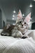 Cute Maine Coon kitten Tempura with silver tabby coat and ear tufts