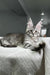 Gray Tabby Maine Coon Kitten lounging on a cozy blanket, showcasing adorable ear tufts