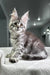 Adorable Maine Coon kitten with large ears and bright eyes, perfect for any family