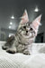 Adorable gray tabby Maine Coon kitten with big ears on a textured white surface