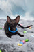 Teоdore | oriental shorthair kitten