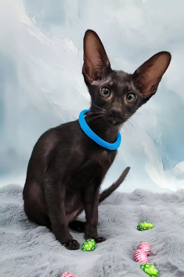 Teоdore | oriental shorthair kitten
