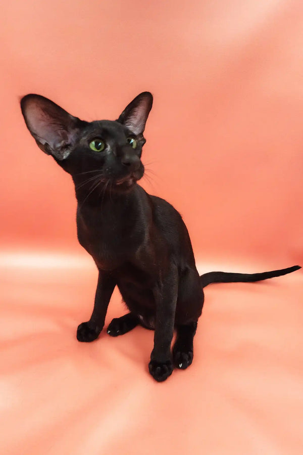 Teоdore | oriental shorthair kitten