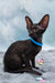 Teоdore | oriental shorthair kitten