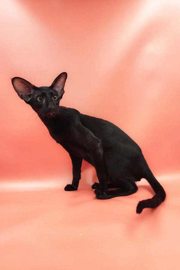 Teоdore | oriental shorthair kitten