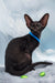 Teоdore | oriental shorthair kitten