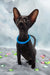 Teоdore | oriental shorthair kitten