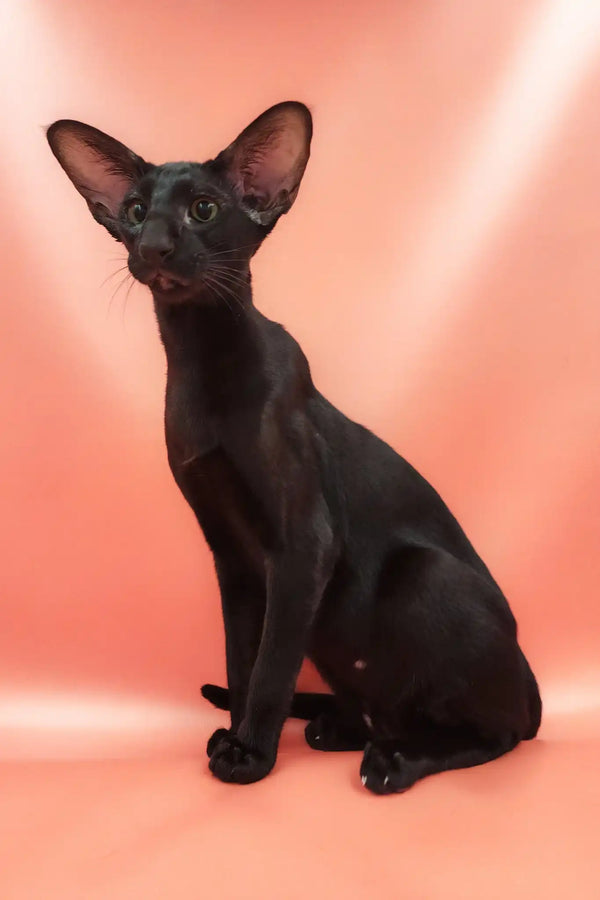 Teоdore | oriental shorthair kitten