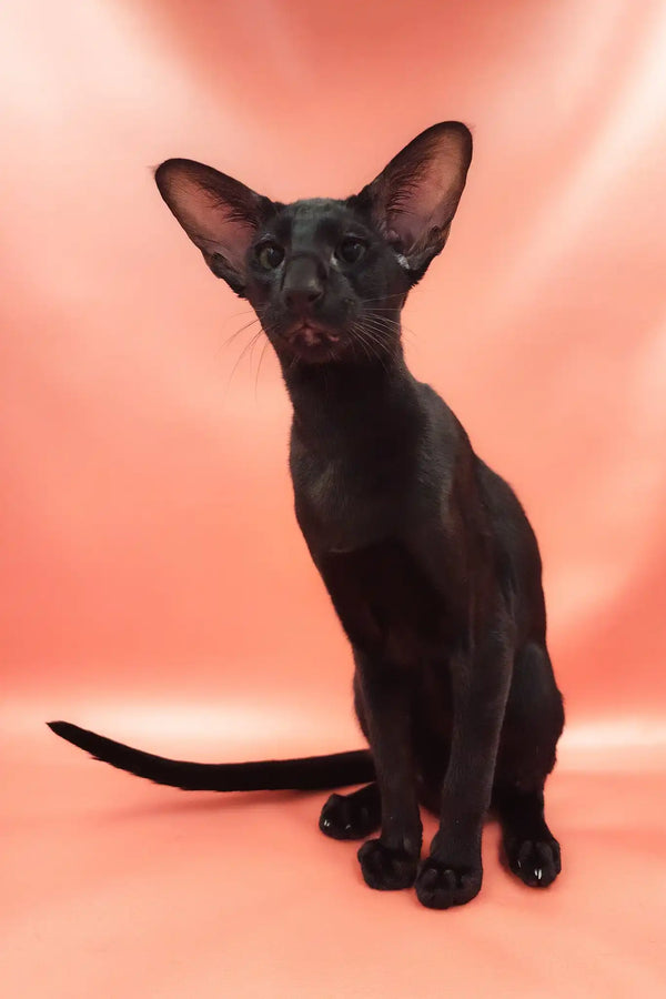 Teоdore | oriental shorthair kitten