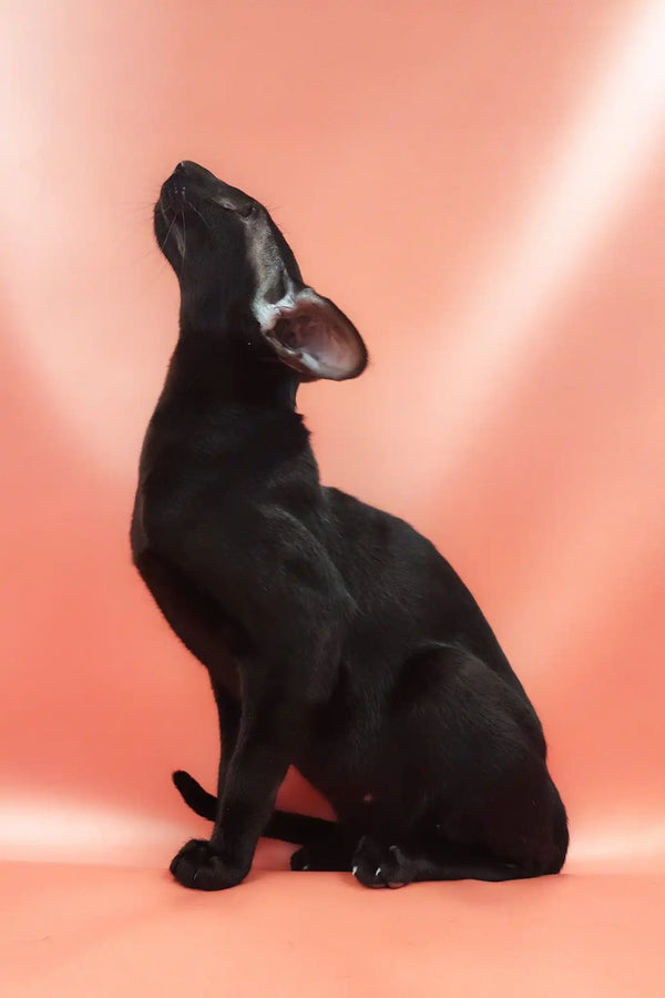 Teоdore | oriental shorthair kitten