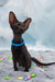 Teоdore | oriental shorthair kitten