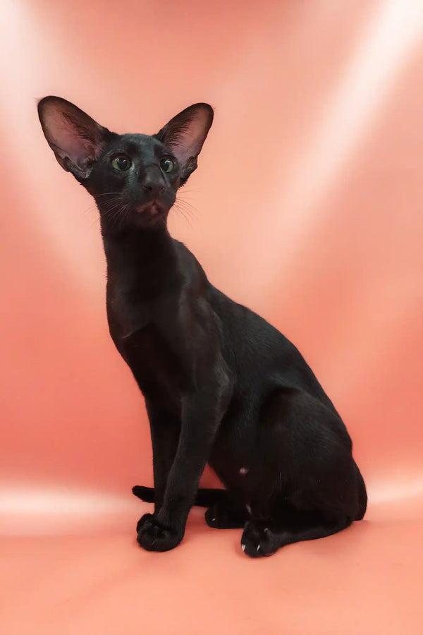 Meet Teodore, the Adorable Oriental Shorthair Kitten You'll Love!