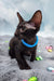 Teоdore | oriental shorthair kitten