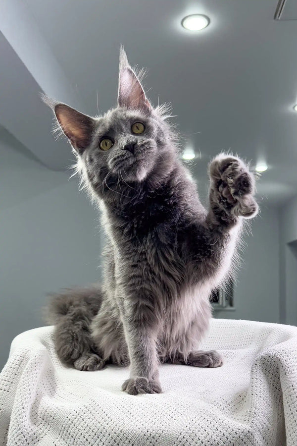 Gray Maine Coon cat with raised paw, showcasing the playful spirit of Teona Kitten