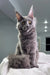 Gray Maine Coon cat showcasing the adorable Teona Maine Coon Kitten product