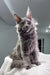 Gray Maine Coon cat from Teona, the adorable Maine Coon Kitten product