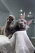 Gray Maine Coon cat with raised paw, showcasing the adorable Teona kitten