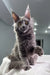 Cute Gray Maine Coon Cat in the Teona Maine Coon Kitten product display