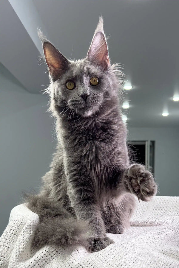 Cute Gray Maine Coon Cat in the Teona Maine Coon Kitten product display