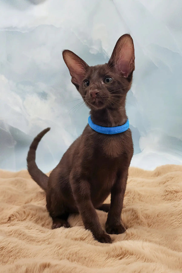 Terence | oriental shorthair kitten