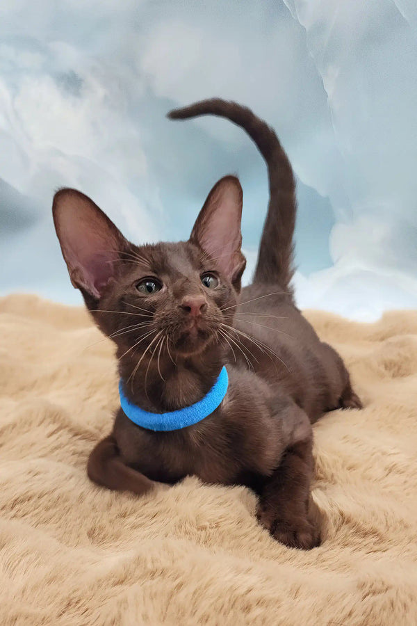 Terence | oriental shorthair kitten