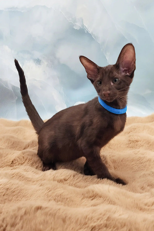 Terence | oriental shorthair kitten