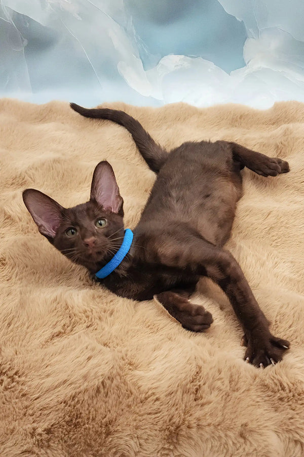Terence | oriental shorthair kitten