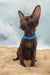 Terence | oriental shorthair kitten