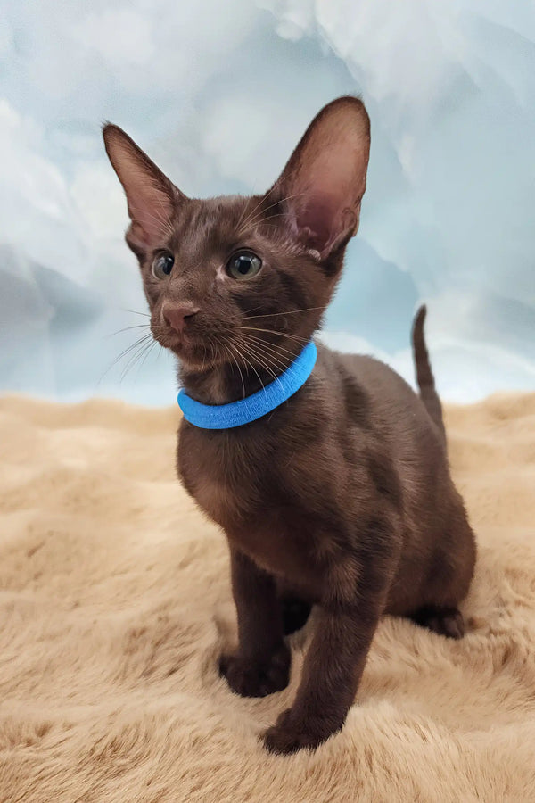 Terence | oriental shorthair kitten