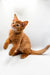 Orange tabby kitten sitting with paw raised, perfect for Somali Kitten lovers