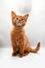Orange tabby Somali kitten sitting upright with an alert expression