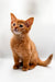 Adorable Orange Tabby Kitten sitting upright, perfect for Somali Kitten lovers