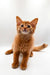 Orange tabby kitten with alert expression, perfect for Somali Kitten lovers