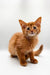 Orange tabby kitten sitting attentively next to Terra Somali Kitten product