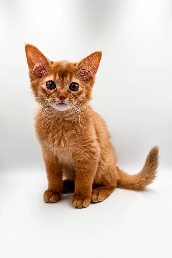 Ginger Somali kitten sitting upright, looking alert with perked ears