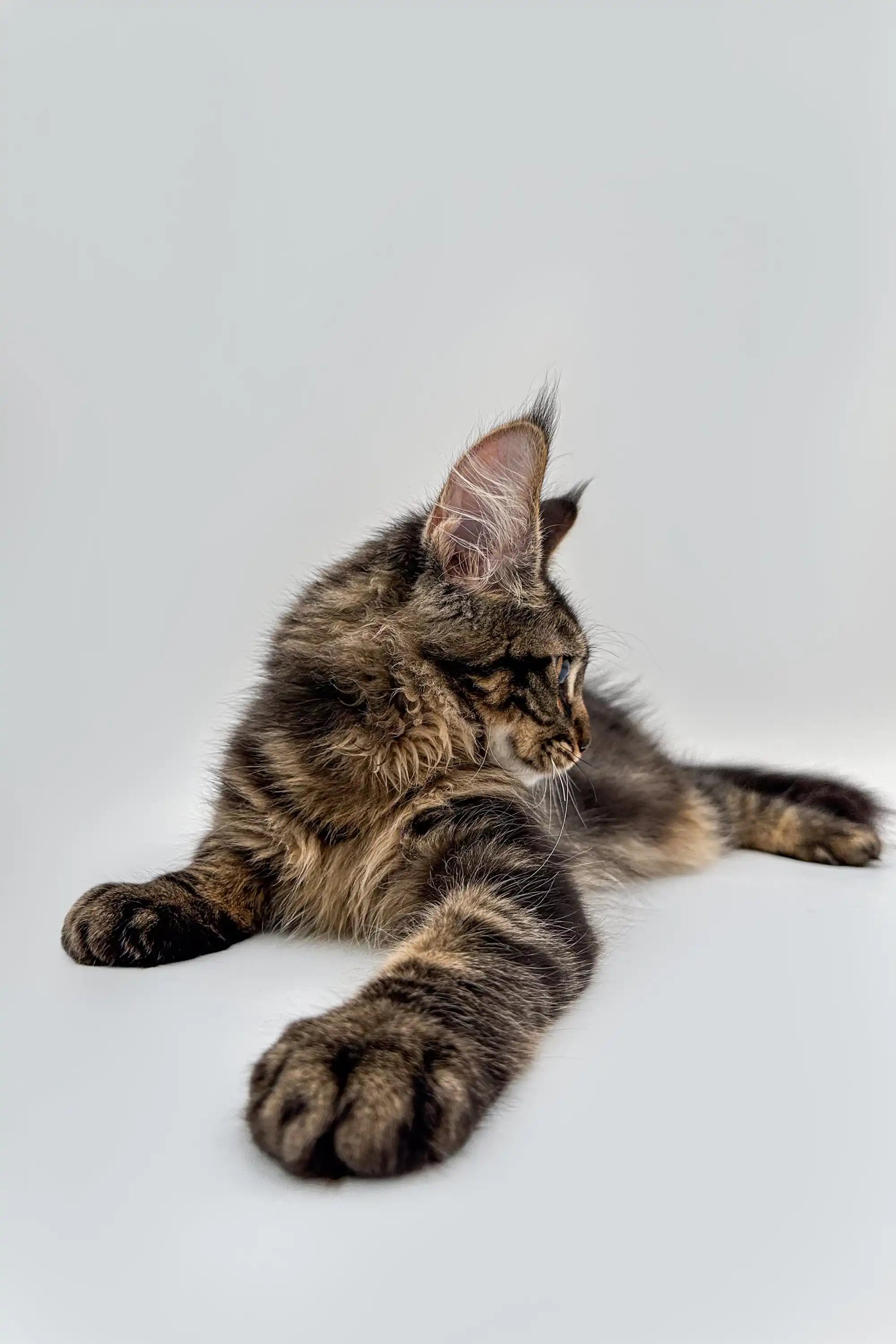 Available For Pick up Today Terry | Maine Coon Kitten