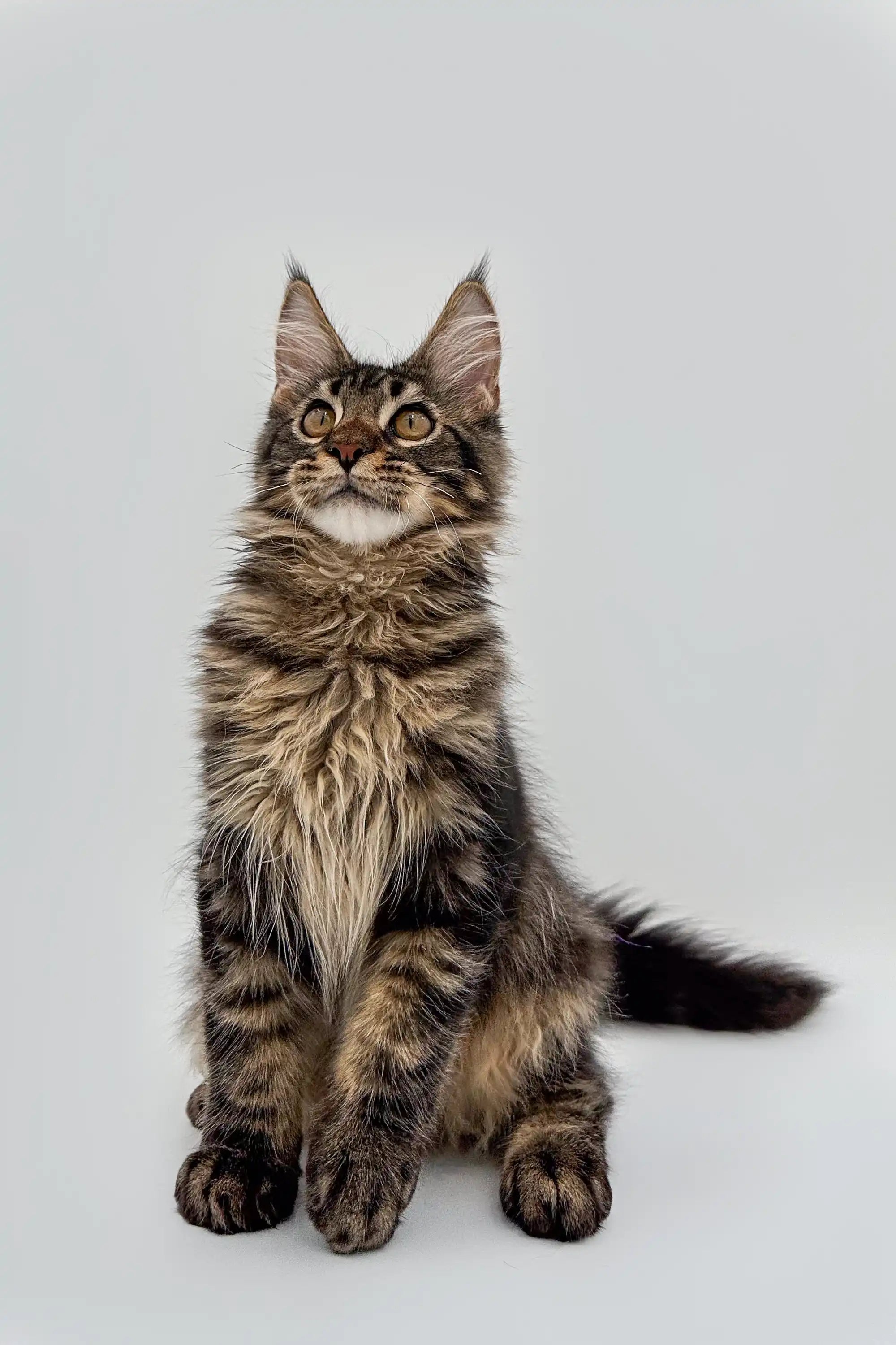 Available For Pick up Today Terry | Maine Coon Kitten