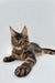 Maine Coon kitten Terry with fluffy fur and cute ear tufts relaxing