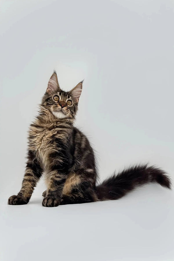 Fluffy Maine Coon kitten with cute ear tufts, perfect for any cat lover