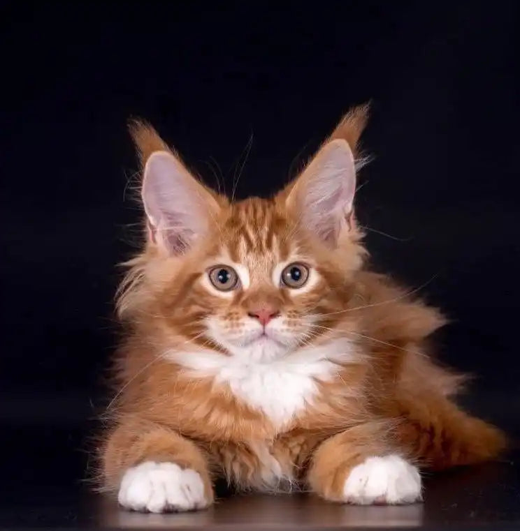 Maine Coon Kittens for Sale Terry | Kitten